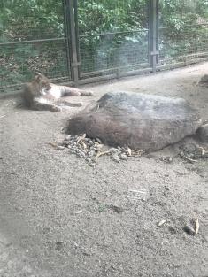 Školní výlet mateřské školy -ZOO park a Safari Chomutov